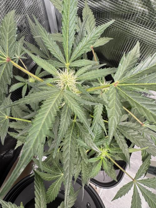 First Strains - Mimosa & Purple Punch. Week 6 - 07/07 PP