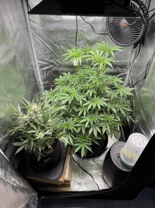 First Strains - Mimosa & Purple Punch. Week 6 - 11/07 PP & Mimosa (big one)