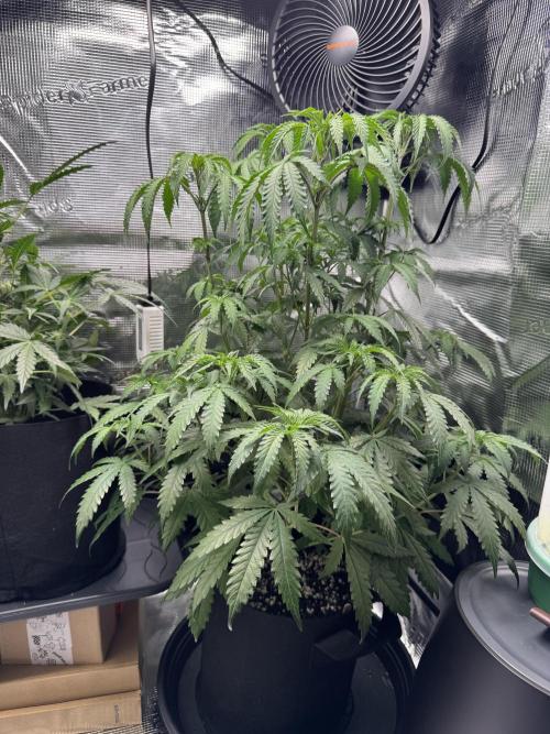 First Strains - Mimosa & Purple Punch. Week 6 - 07/07 Mimosa need some water