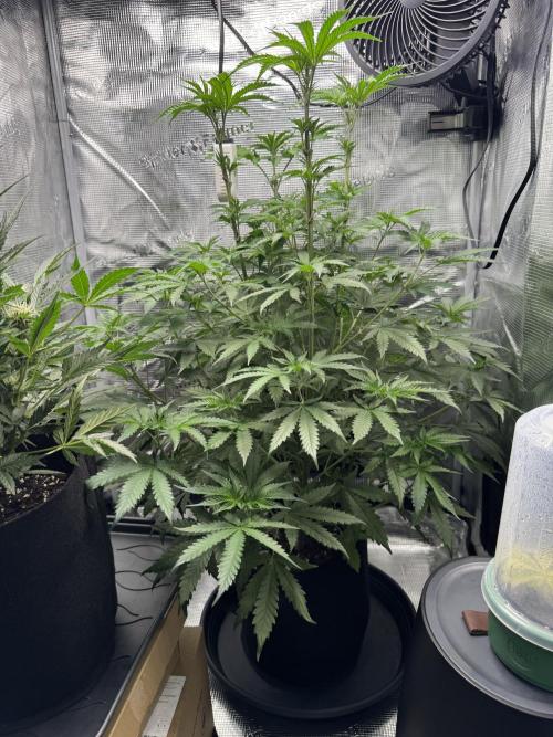 First Strains - Mimosa & Purple Punch. Week 6 - 11/07