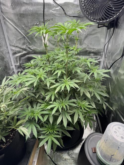 First Strains - Mimosa & Purple Punch. Week 6 - 11/07 after 2,5L water