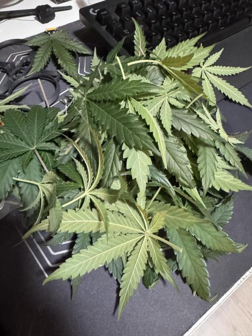 First Strains - Mimosa & Purple Punch. Week 6 - 12/07 defoliation  Mimosa