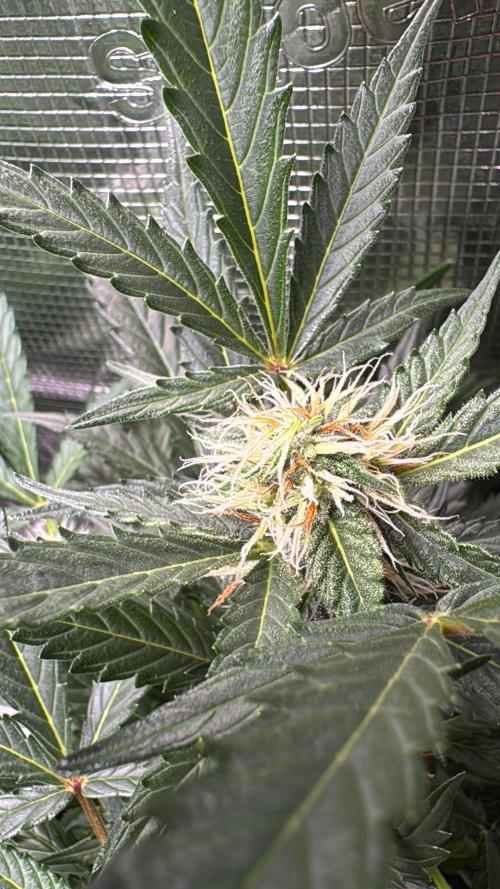 First Strains - Mimosa & Purple Punch. Week 6 - 12/07 PP
