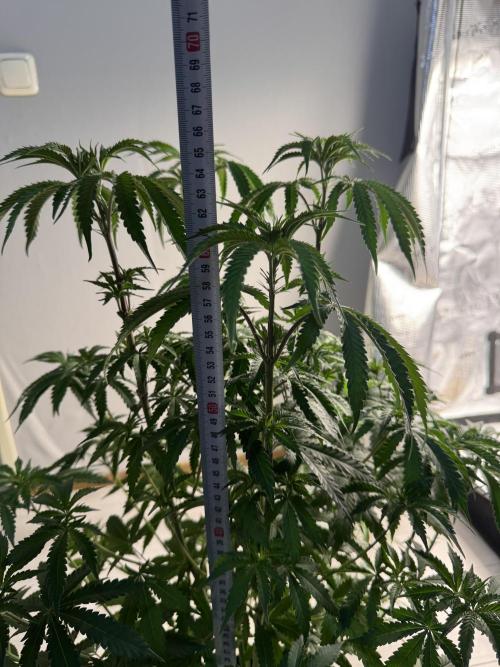 First Strains - Mimosa & Purple Punch. Week 7 - 13/07 Mimosa