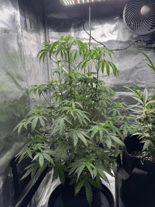 First Strains - Mimosa & Purple Punch. Week 7 - 13/07