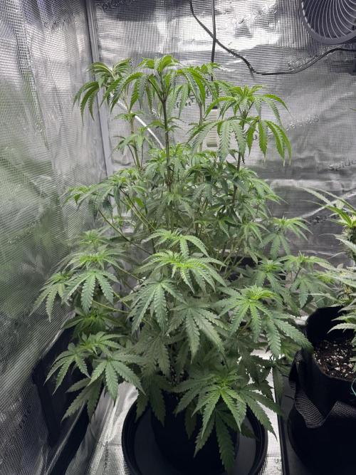 First Strains - Mimosa & Purple Punch. Week 7 - 13/07 