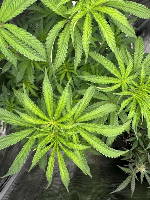 First Strains - Mimosa & Purple Punch. Week 7 - 14/07