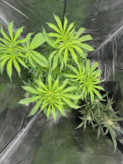 First Strains - Mimosa & Purple Punch. Week 7 - 14/07
