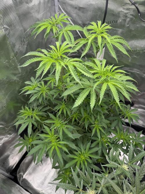 First Strains - Mimosa & Purple Punch. Week 7 - 14/07