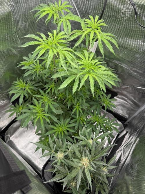 First Strains - Mimosa & Purple Punch. Week 7 - 14/07