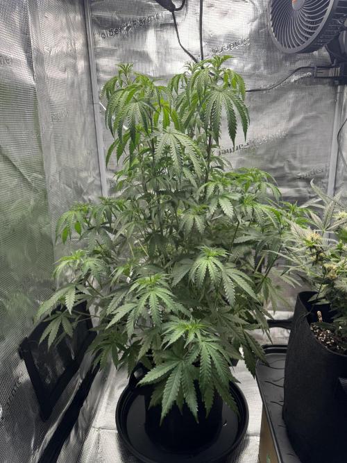 First Strains - Mimosa & Purple Punch. Week 7 - 15/07 water please 