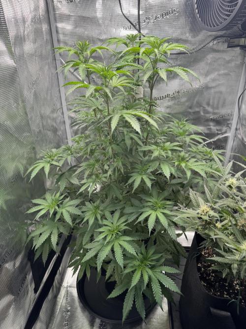 First Strains - Mimosa & Purple Punch. Week 7 - 15/07