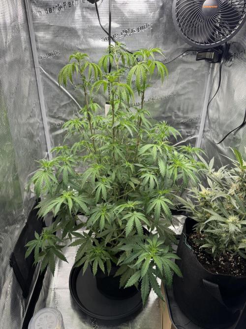 First Strains - Mimosa & Purple Punch. Week 7 - 15/07