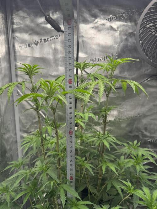 First Strains - Mimosa & Purple Punch. Week 7 - 17/07