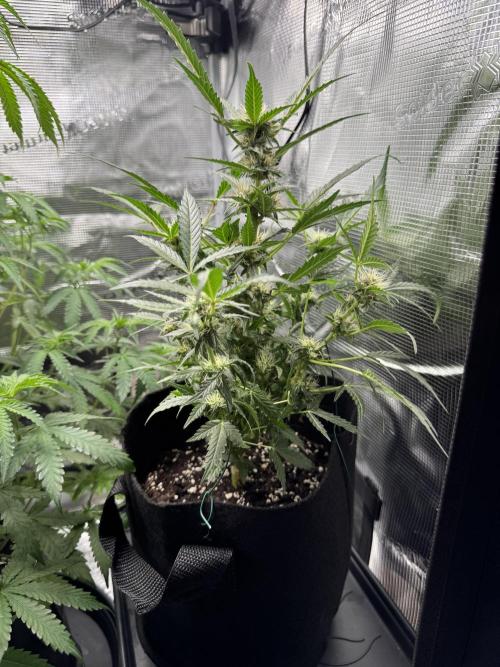 First Strains - Mimosa & Purple Punch. Week 7 - 13/07 PP