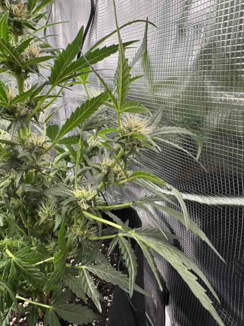 First Strains - Mimosa & Purple Punch. Week 7 - 13/07 PP