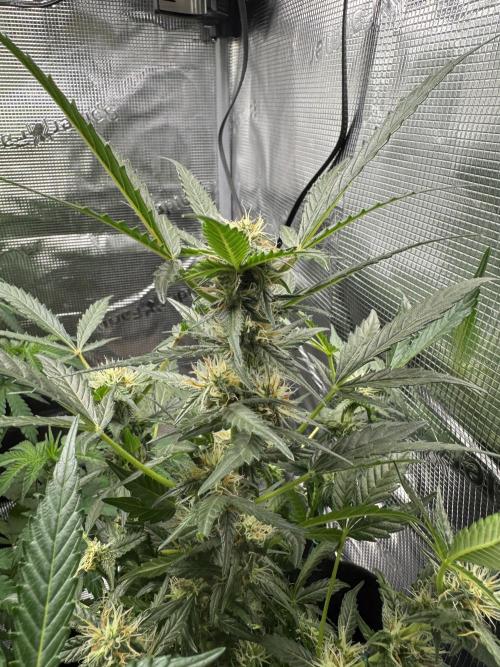 First Strains - Mimosa & Purple Punch. Week 7 - 13/07 PP