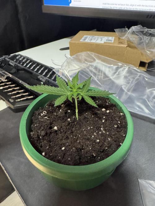 First Strains - Mimosa & Purple Punch. Week 7 - Stack of the Mimosa. Let’s Tray!
