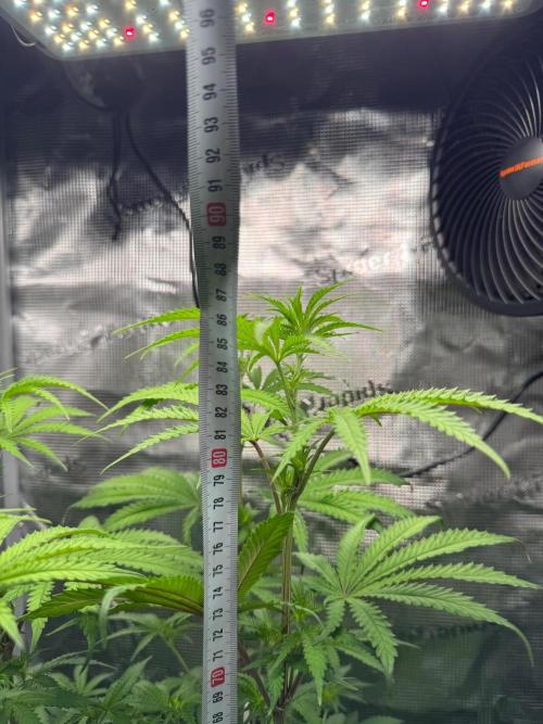 First Strains - Mimosa & Purple Punch. Week 8