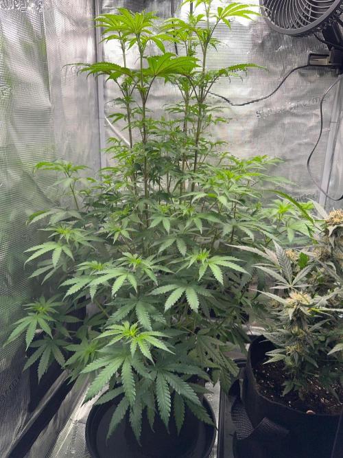 First Strains - Mimosa & Purple Punch. Week 8