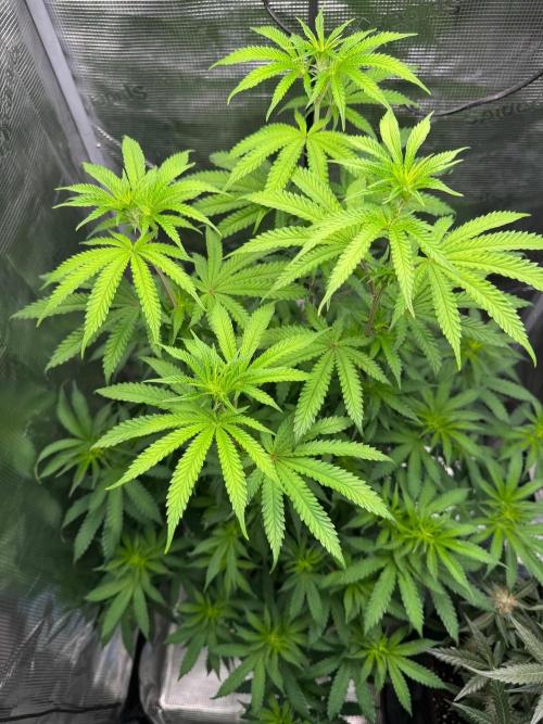 First Strains - Mimosa & Purple Punch. Week 8