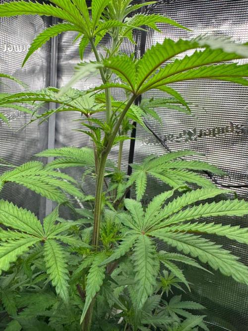 First Strains - Mimosa & Purple Punch. Week 8