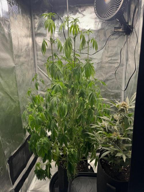 First Strains - Mimosa & Purple Punch. Week 8 - 2 days off home