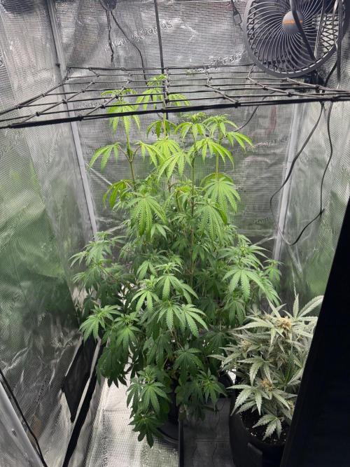 First Strains - Mimosa & Purple Punch. Week 8 - Give her 1L water to get some health back