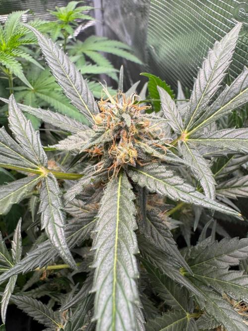 First Strains - Mimosa & Purple Punch. Week 8