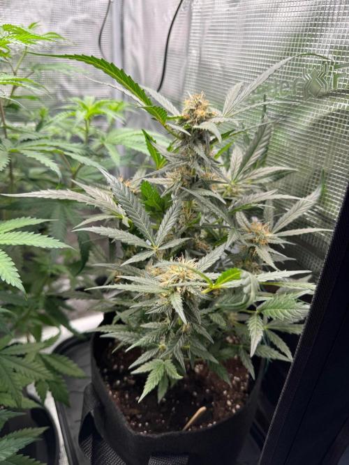 First Strains - Mimosa & Purple Punch. Week 8