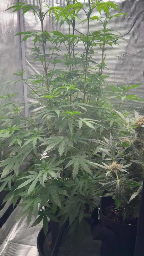 First Strains - Mimosa & Purple Punch