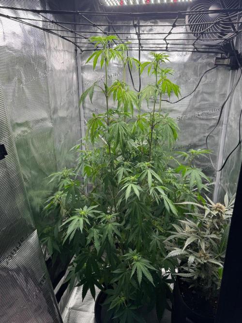 First Strains - Mimosa & Purple Punch. Week 9