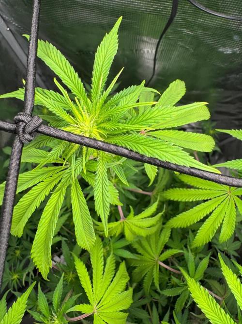 First Strains - Mimosa & Purple Punch. Week 9