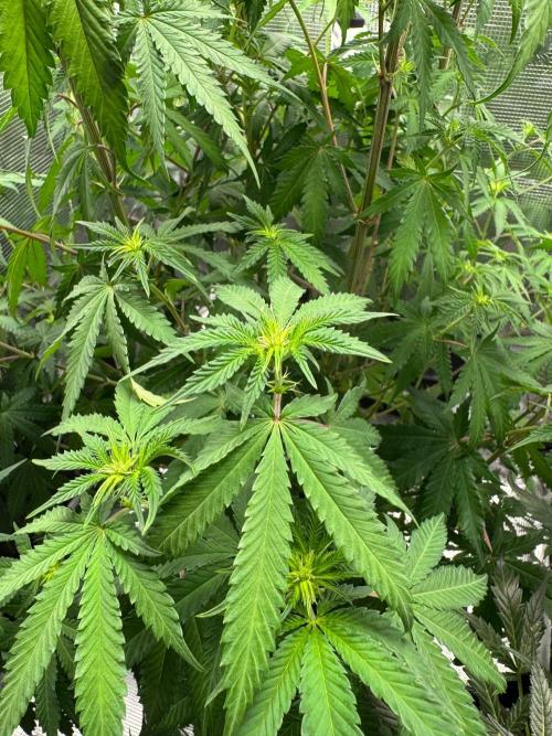 First Strains - Mimosa & Purple Punch. Week 9
