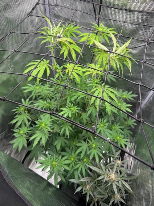 First Strains - Mimosa & Purple Punch. Week 9
