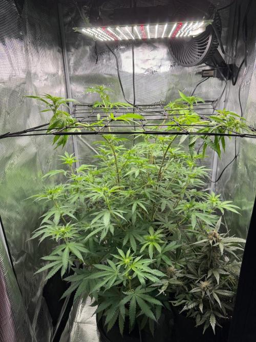 First Strains - Mimosa & Purple Punch. Week 9
