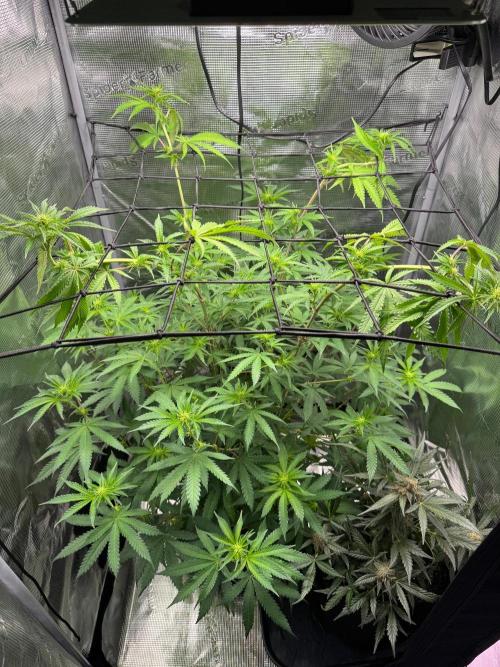 First Strains - Mimosa & Purple Punch. Week 9