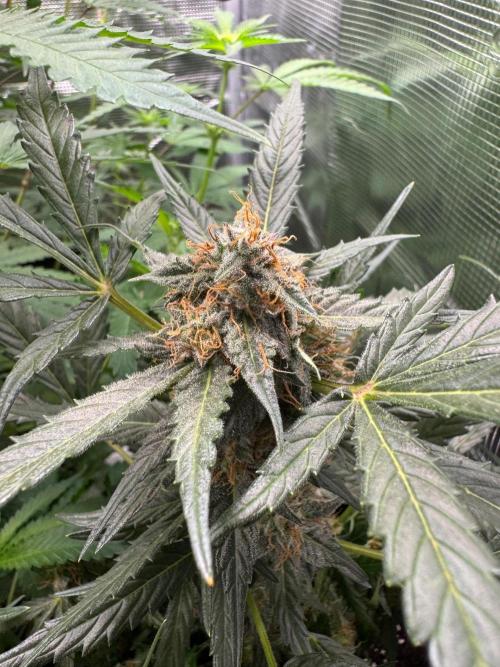 First Strains - Mimosa & Purple Punch. Week 9