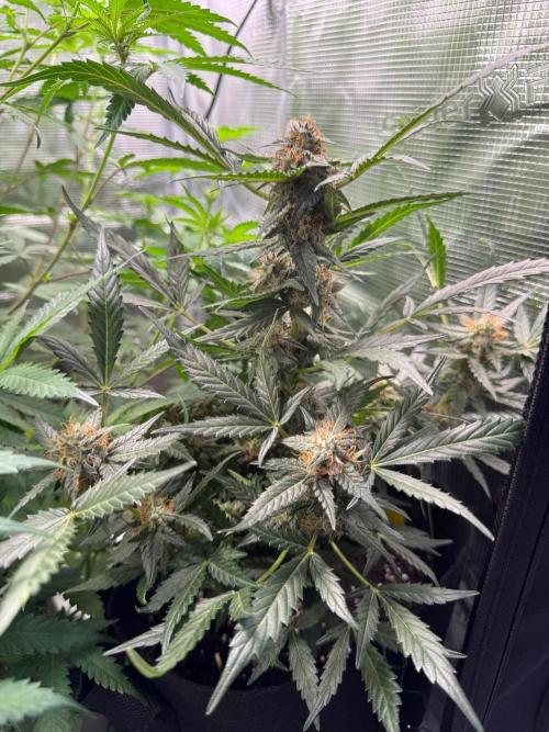 First Strains - Mimosa & Purple Punch. Week 9