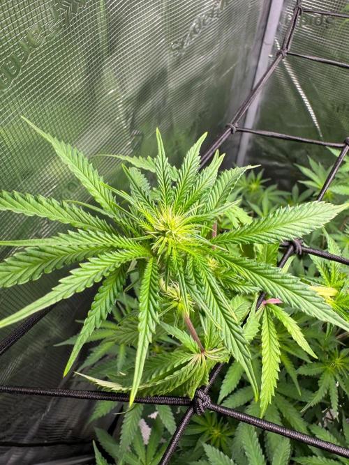 First Strains - Mimosa & Purple Punch. Week 9
