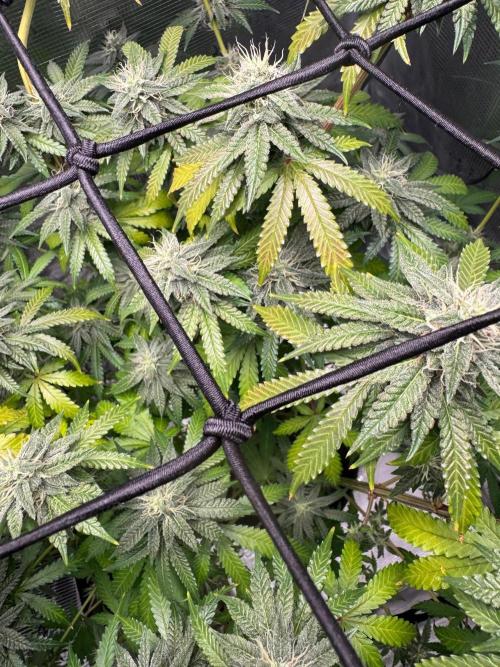 First Strains - Mimosa & Purple Punch. Week 12