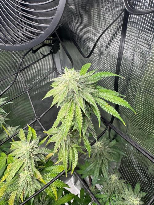 First Strains - Mimosa & Purple Punch. Week 12
