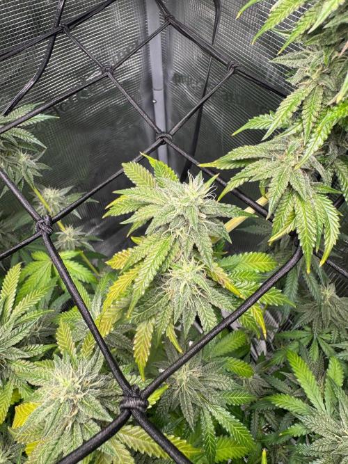 First Strains - Mimosa & Purple Punch. Week 12