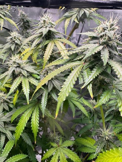 First Strains - Mimosa & Purple Punch. Week 12