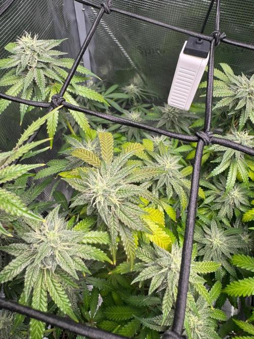 First Strains - Mimosa & Purple Punch. Week 12