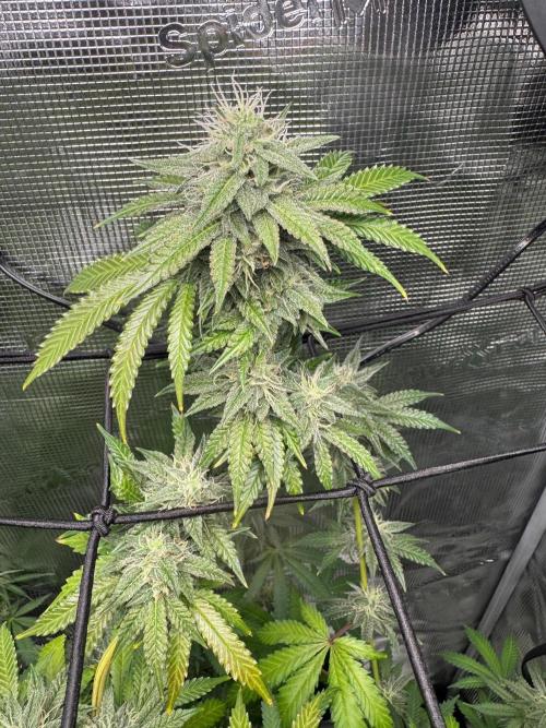First Strains - Mimosa & Purple Punch. Week 12