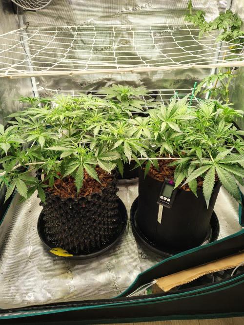 MixPack FastBuds x1. Week 4