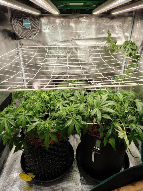 MixPack FastBuds x1. Week 4
