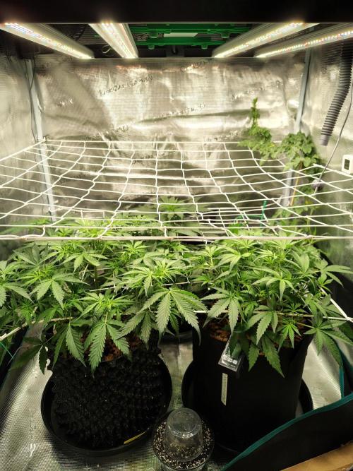 MixPack FastBuds x1. Week 4