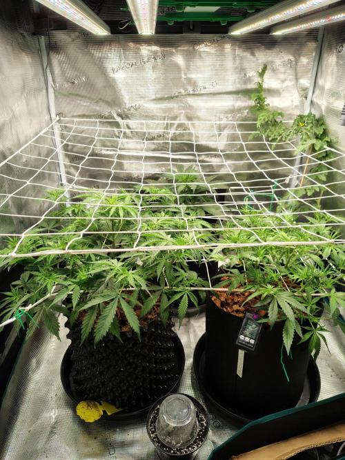 MixPack FastBuds x1. Week 4